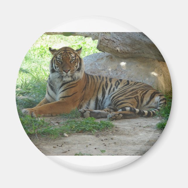 Tiger, Royal Bengal Tiger Magnet (Framsidan)