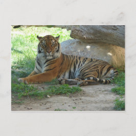 Tiger, Royalet Bengal Tiger Vykort