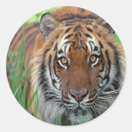 Tiger Runt Klistermärke