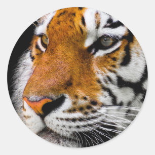 Tiger Runt Klistermärke