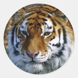 Tiger Runt Klistermärke