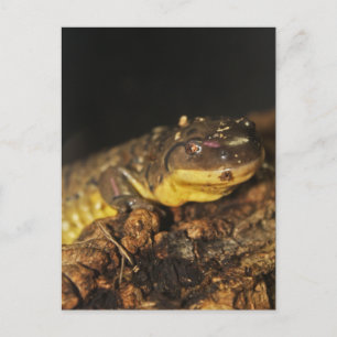 Tiger Salamander Vykort