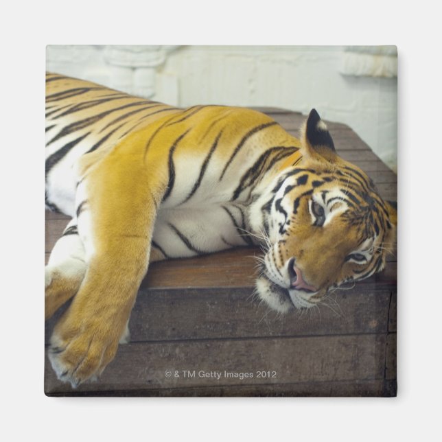 Tiger, Samui, Thailand Magnet (Framsidan)