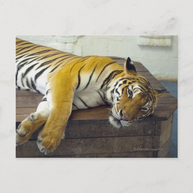 Tiger, Samui, Thailand Vykort (Framsida)