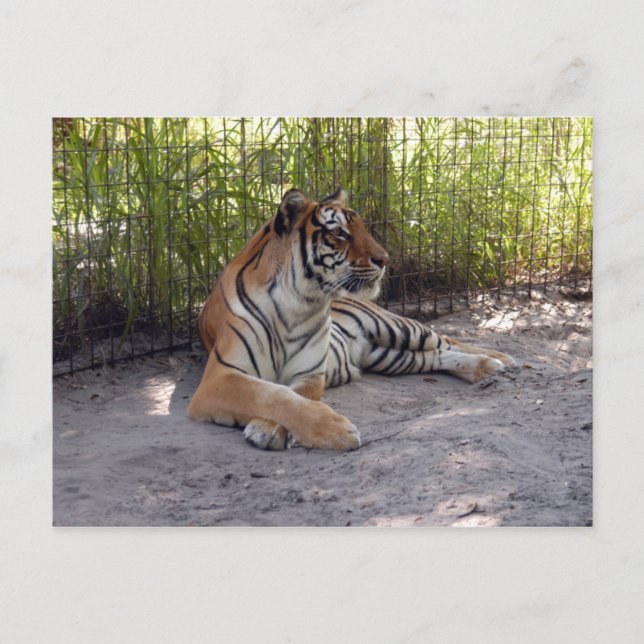 tiger-sermonti-001 vykort (Framsida)