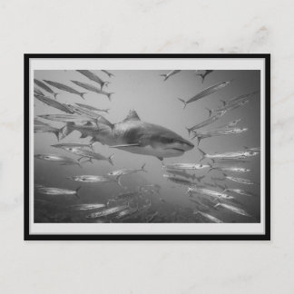 Tiger Shark 001 Carte postale タ イ ー シ ャ ー Vykort