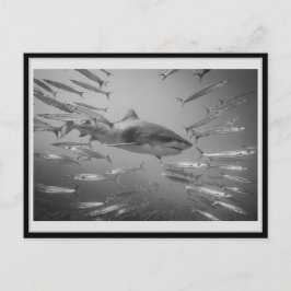 Tiger Shark 001 Carte postale タ イ ー シ ャ ー Vykort