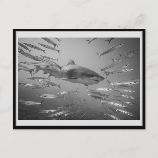 Tiger Shark 001 Carte postale タ イ ー シ ャ ー Vykort (Framsida)