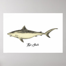 Tiger Shark Poster