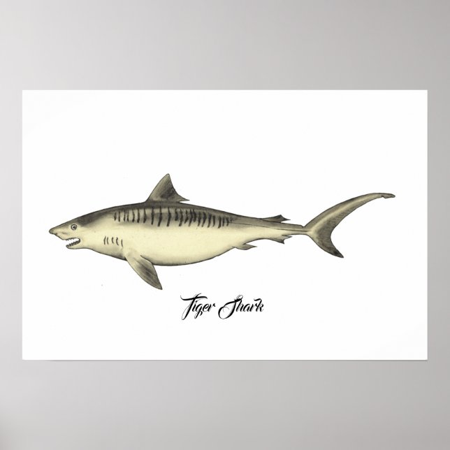 Tiger Shark Poster (Framsidan)
