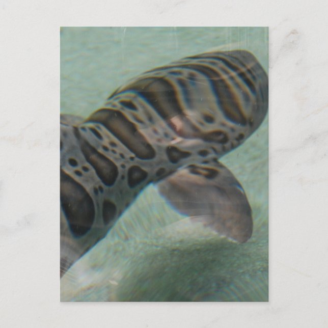 Tiger Shark-vykort Vykort (Framsida)