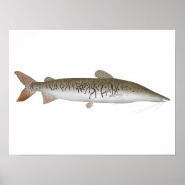 Tiger Shovelnos Catfish Poster