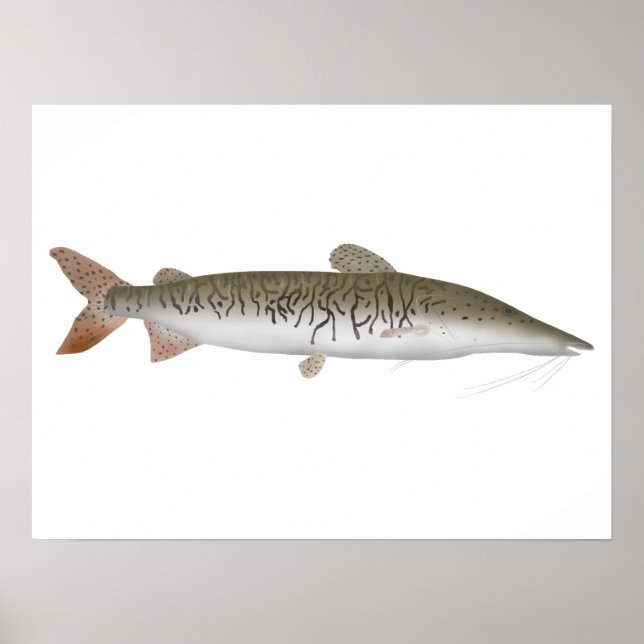 Tiger Shovelnos Catfish Poster (Framsidan)