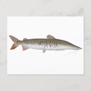 Tiger Shovelnos Catfish Vykort