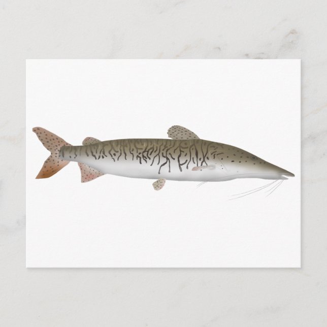 Tiger Shovelnos Catfish Vykort (Framsida)