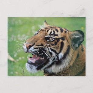 Tiger Showing Teeth Vykort