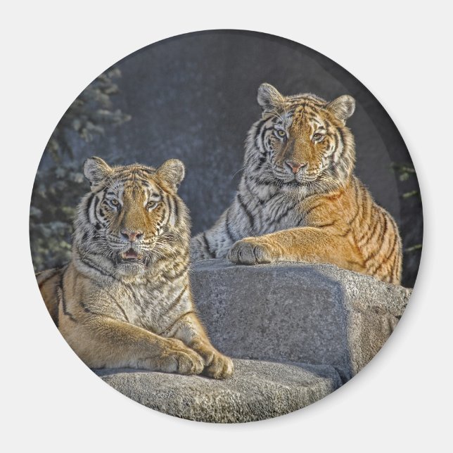 Tiger Sisters Magnet (Framsidan)