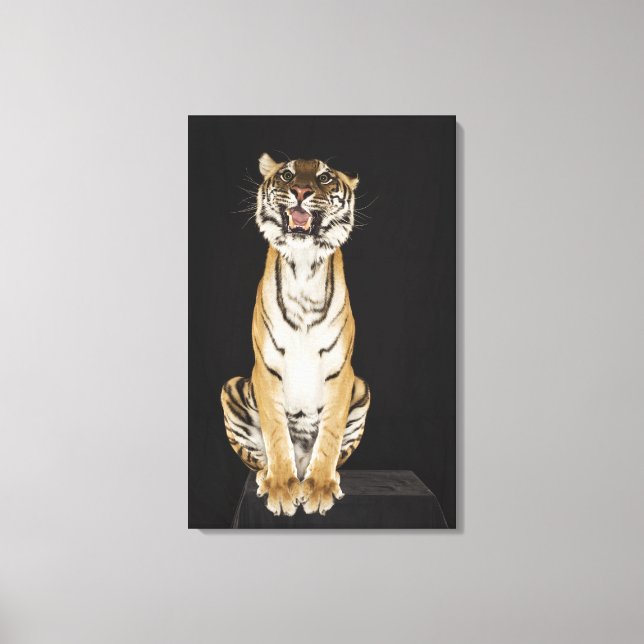 Tiger sitta på plattform 2 canvastryck (Framsida)