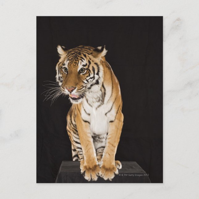 Tiger sitta på plattform 2 vykort (Framsida)