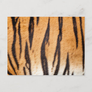 Tiger Skriv ut vykort