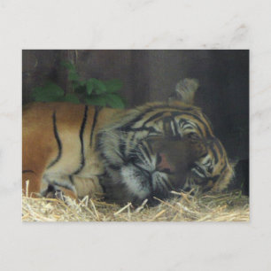Tiger Sleeping? Vykort