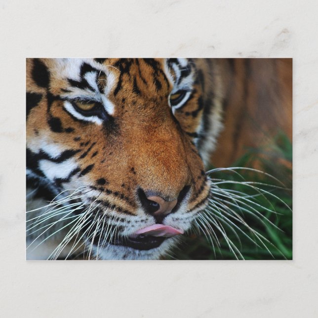 Tiger slickar läppar vykort (Framsida)