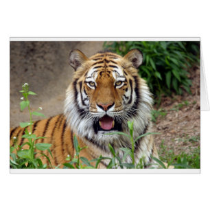 Tiger Smile Hälsningskort