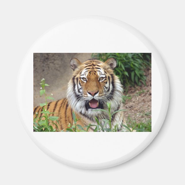 Tiger Smile Magnet (Framsidan)