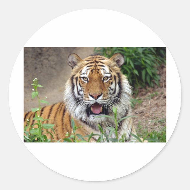Tiger Smile Runt Klistermärke (Framsida)