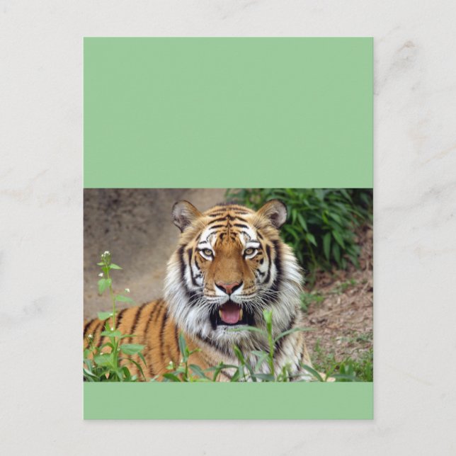 Tiger Smile Vykort (Framsida)