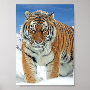 Tiger Snö Mountain Nature Winter Photo Poster