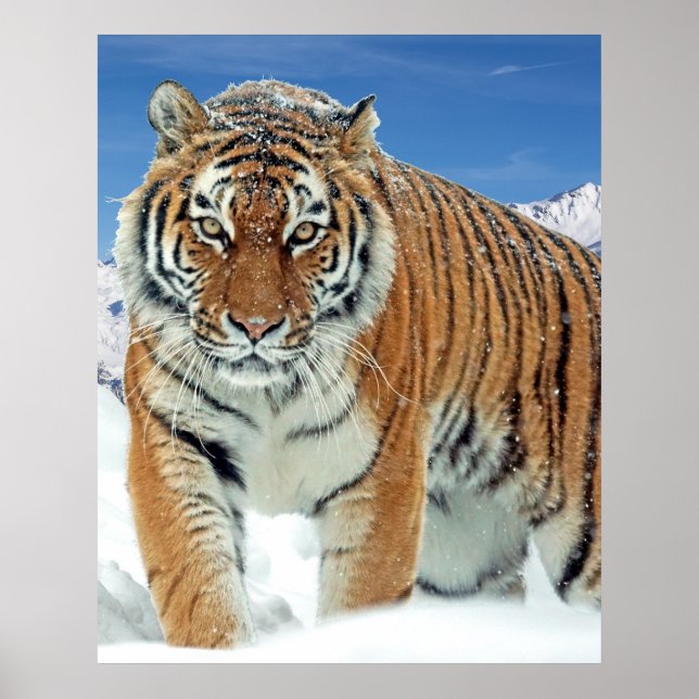 Tiger Snö Mountains Nature Winter Photo Poster (Framsidan)