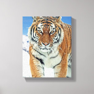 Tiger Snö Mountains Winter Nature Photo Canvas