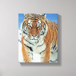 Tiger Snö Mountains Winter Nature Photo Canvas