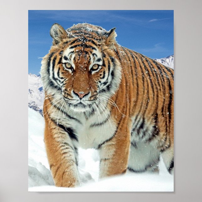 Tiger Snö Mountains Winter Nature Photo Poster (Framsidan)