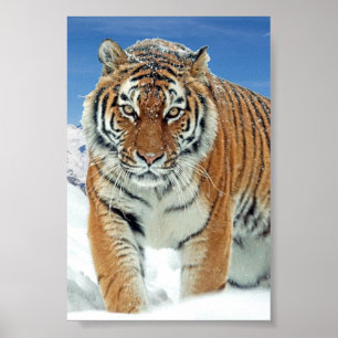 Tiger Snö Mountains Winter Photo Natature Poster
