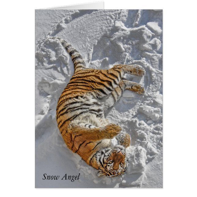 Tiger "snöängel ", hälsningskort (Framsidan)