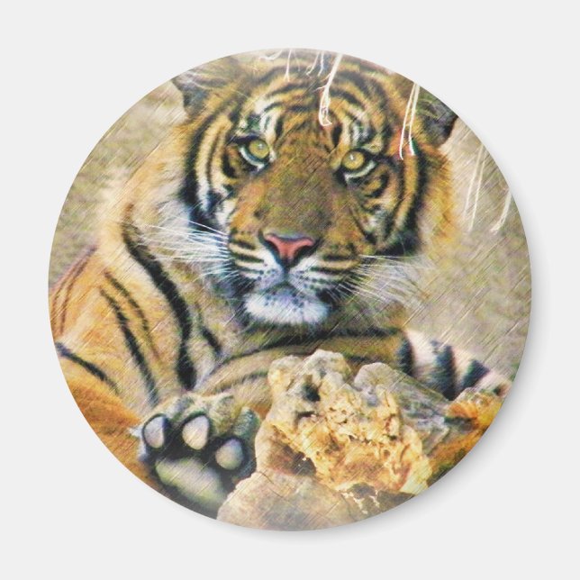 Tiger,Sökande_ Magnet (Framsidan)