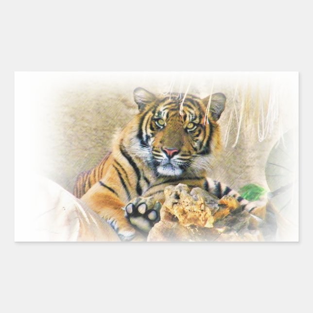Tiger,Sökande_ Rektangulärt Klistermärke (Framsida)