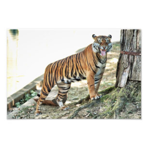 Tiger som morrar trycket fototryck