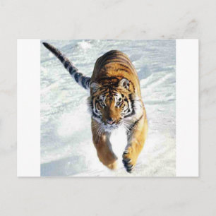Tiger som springer i snö vykort