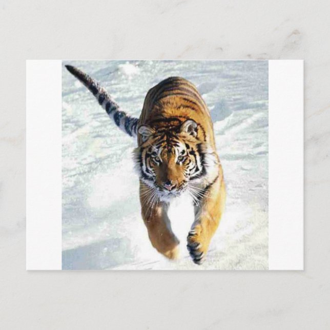 Tiger som springer i snö vykort (Framsida)