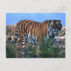 Tiger som vaktar floden vykort