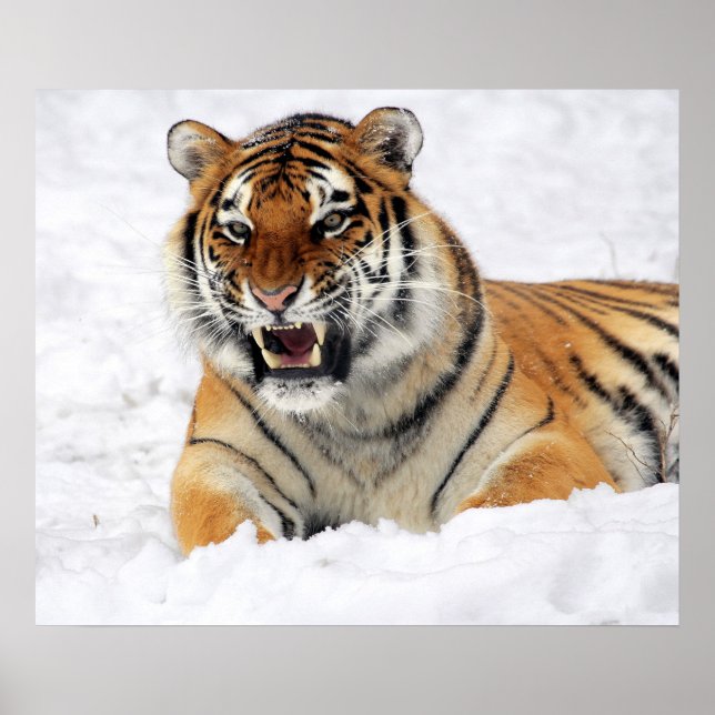 Tiger som visar sina fanger medan han är på Snö Poster (Framsidan)