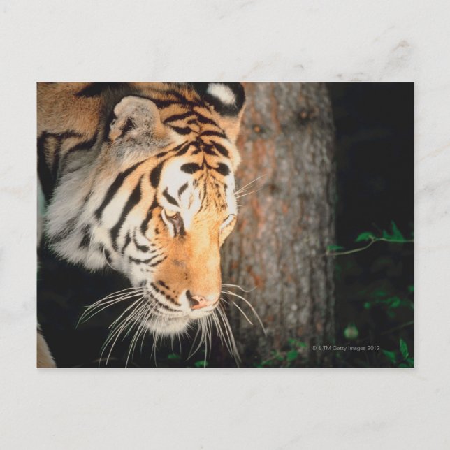 Tiger stalking vykort (Framsida)