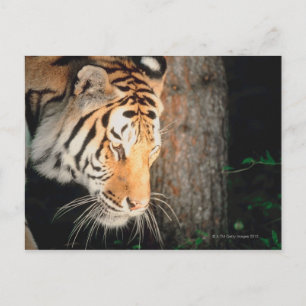 Tiger stalking vykort