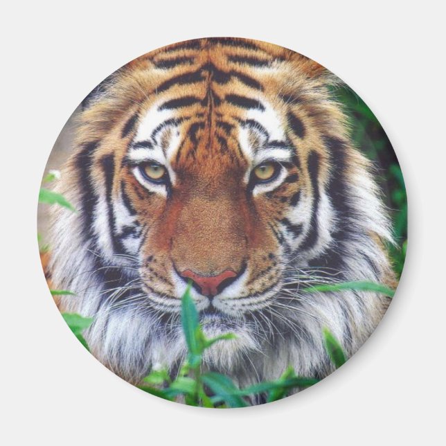 Tiger Stare Magnet (Framsidan)