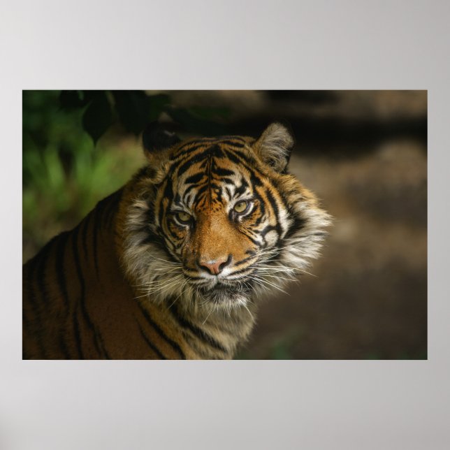 Tiger Stare Poster (Framsidan)