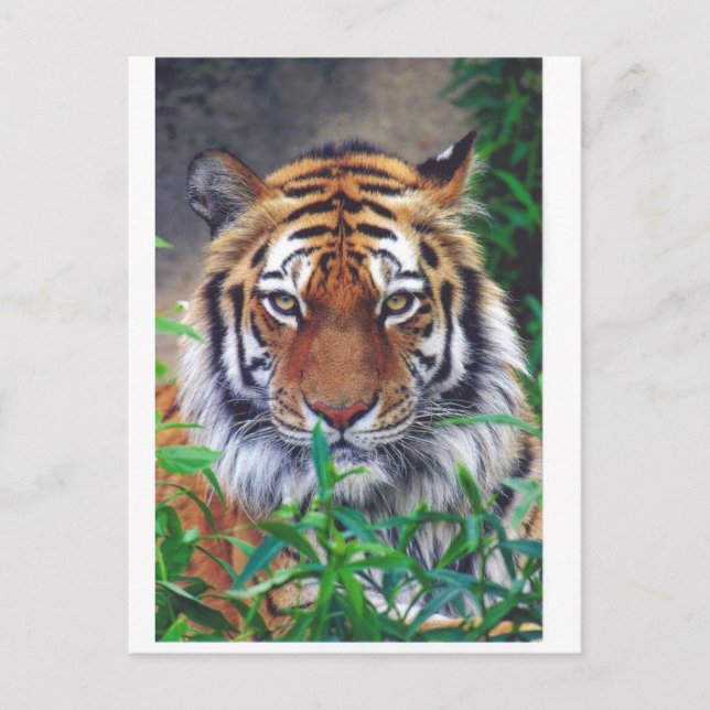 Tiger Stare Vykort (Framsida)