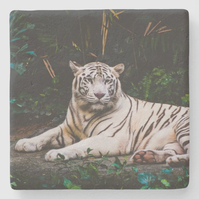 Tiger Stenunderlägg (Framsidan)